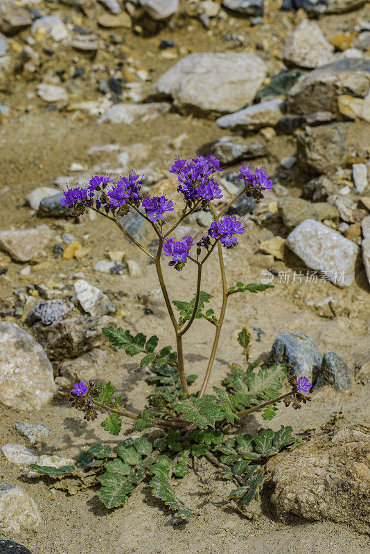 紫檀(Phacelia crenulata)是紫檀科琉璃苣科的一种开花植物。常称有圆齿月牙、锯齿叶天蝎草、锯齿叶月牙、裂叶野天蓼、天蓼月牙，产于死亡谷